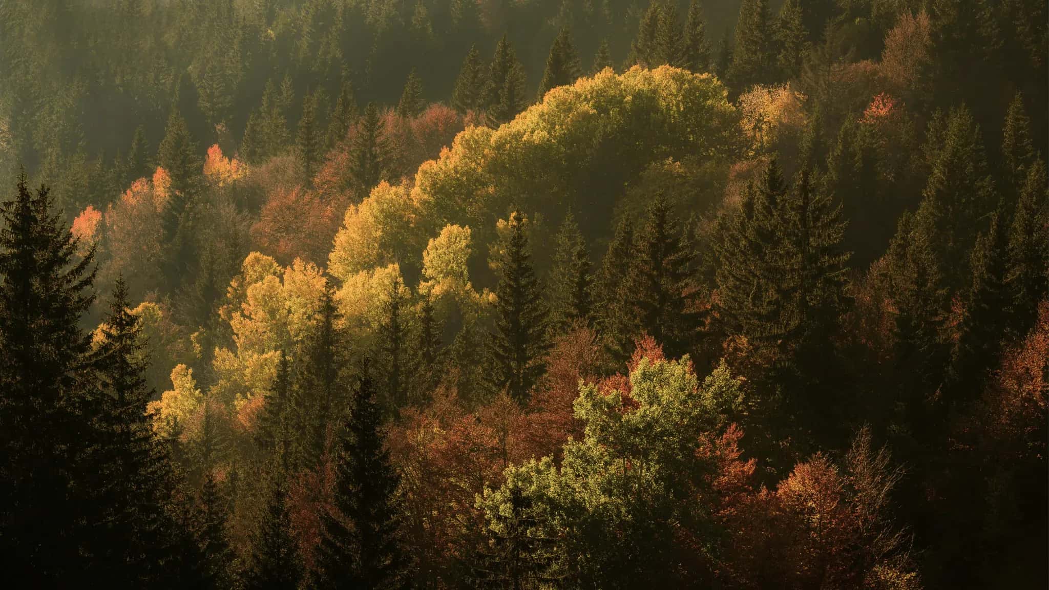 Herbstlich verfärbte Laub- und Nadelbäume aus der Vogelperspektive.